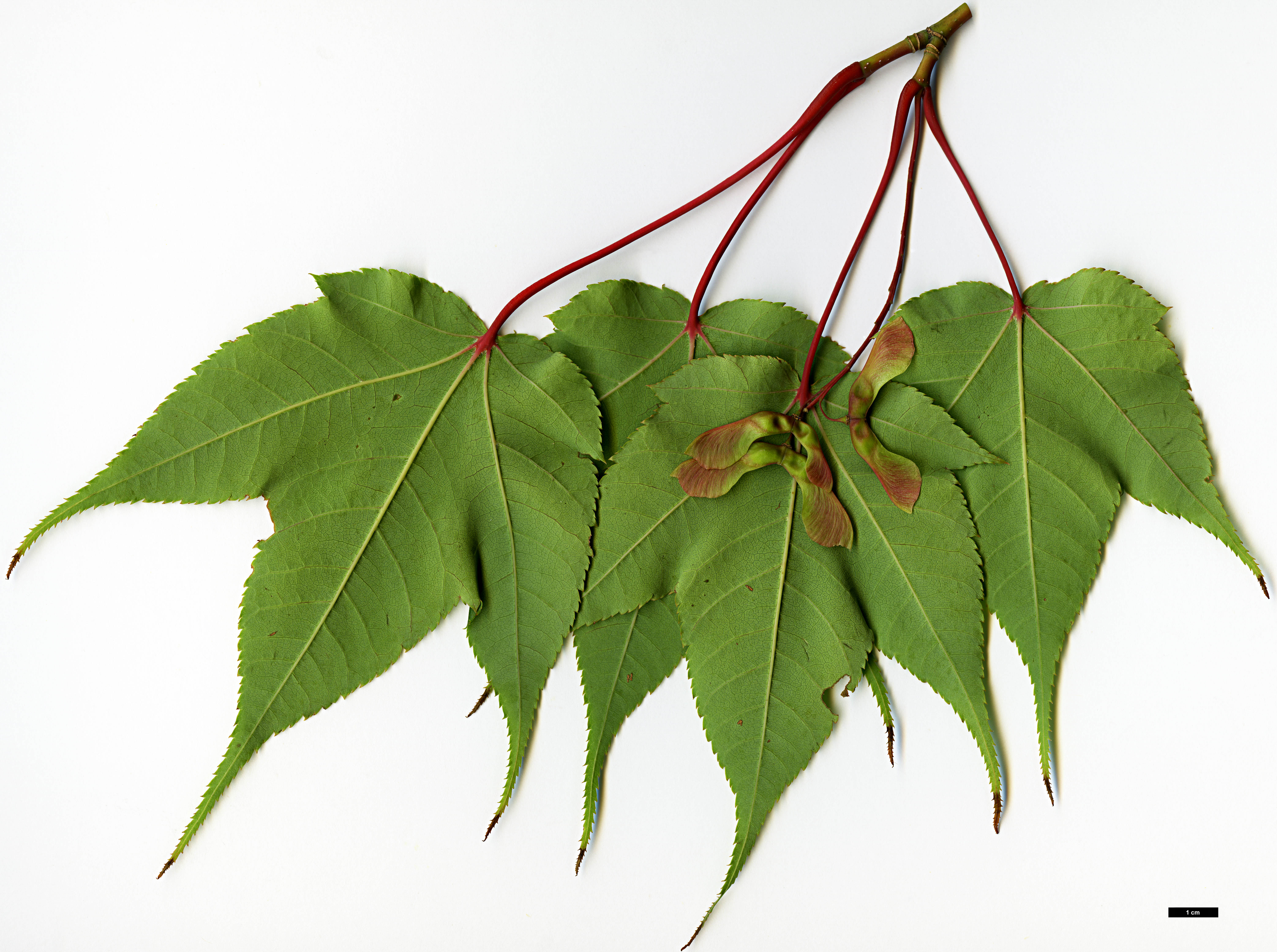 High resolution image: Family: Sapindaceae - Genus: Acer - Taxon: aff. pectinatum